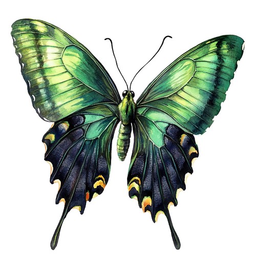 Sticker schmetterling - 5x,
