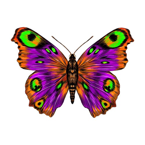Wunderschöner schmetterling - wunderschöner,